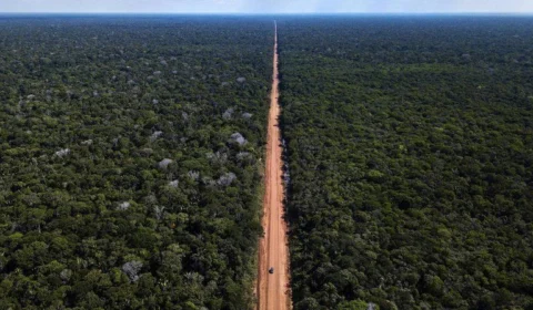 Governo Federal elabora projeto para o plantio de 120 mil mudas na BR-319