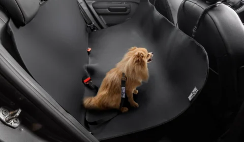 Citroën C4 Cactus 2024 oferece ampla lista de acessórios de conforto e segurança inclusive para pets 