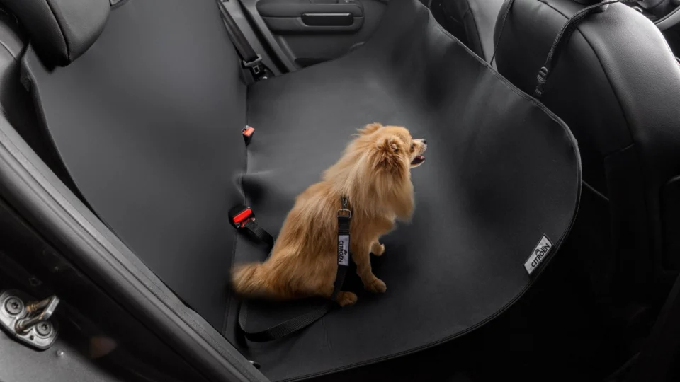 Citroën C4 Cactus 2024 oferece ampla lista de acessórios de conforto e segurança inclusive para pets 