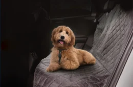 Hyundai Mobis lança linha pet de acessórios automotivos