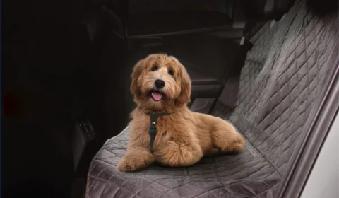 Hyundai Mobis lança linha pet de acessórios automotivos