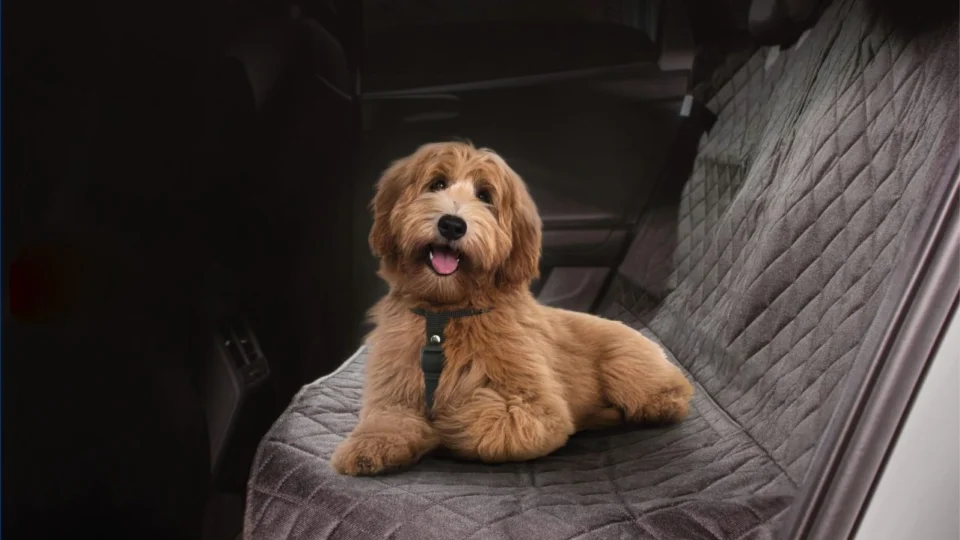 Hyundai Mobis lança linha pet de acessórios automotivos