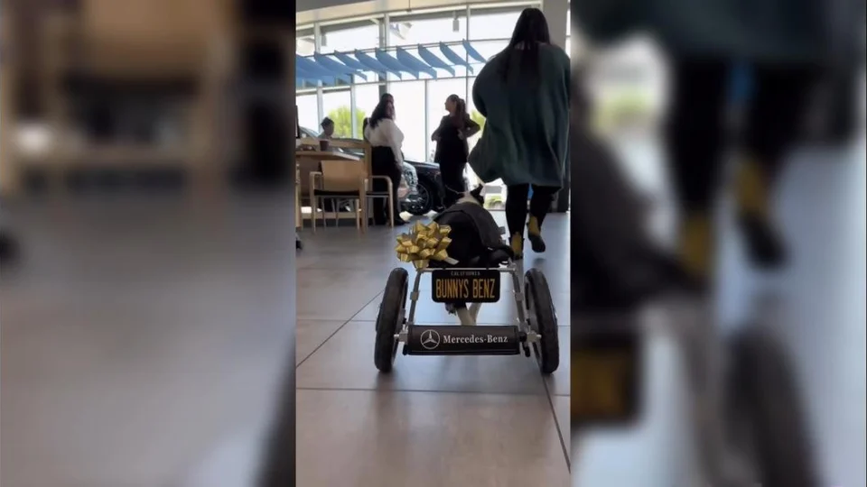 Mercedes-Benz americana viraliza ao dar de presente cadeira de rodas personalizada a cadela resgatada&nbsp;