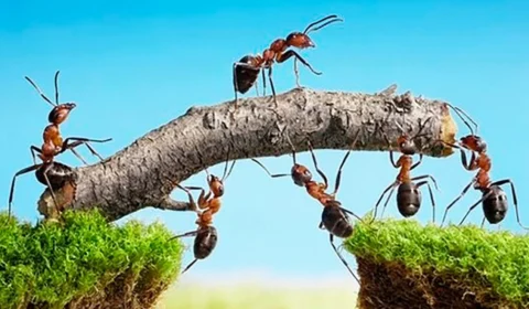 Cada um sabe do seu papel?